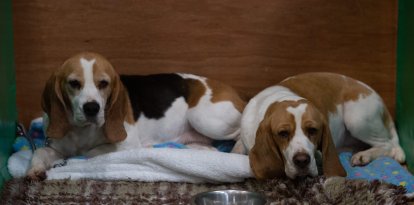 Beagles en una exposición canina