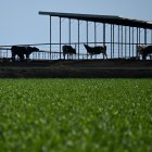 Vacas de pie en una granja de California.